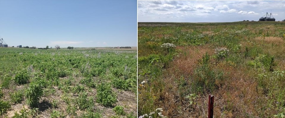 Combination of two photos, both showing prairie grass in different seasons.