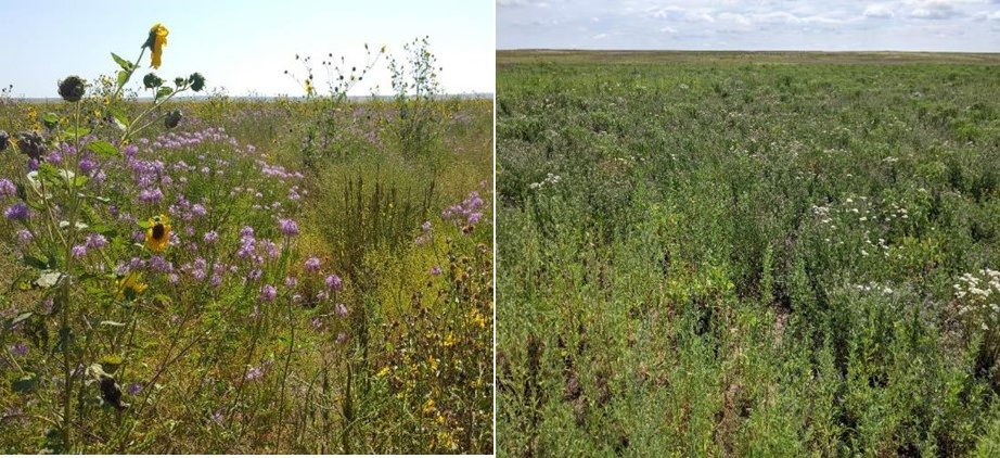 Two combined photos, one with more flowers and a diversity of plants