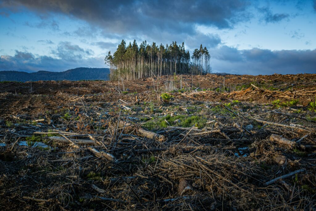 grove of trees grow among burn area