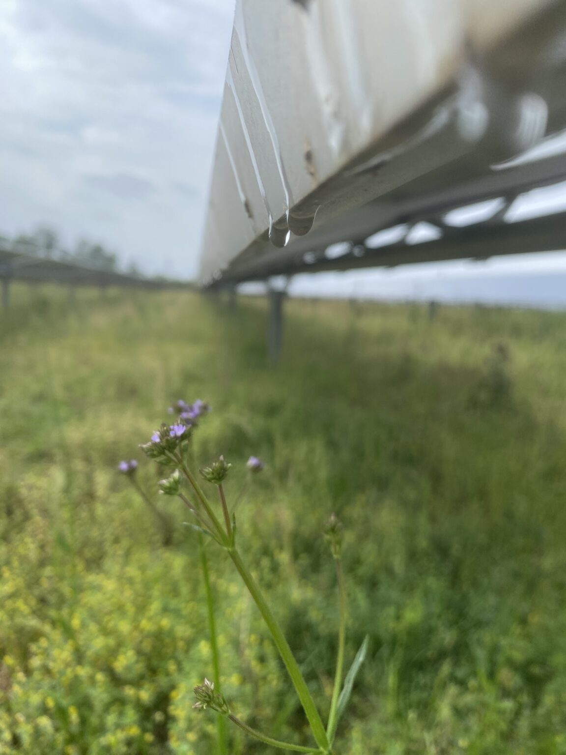 Array Ecosystems More than Megawatts: Envisioning Solar Arrays as Climate-Resilient ...