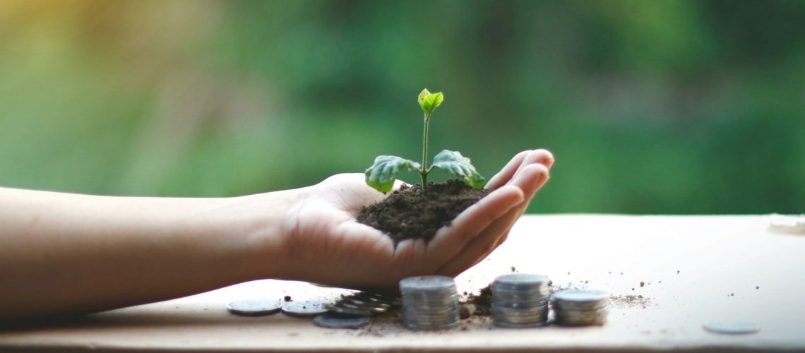 hand holding seedling with stacks of coins next to it