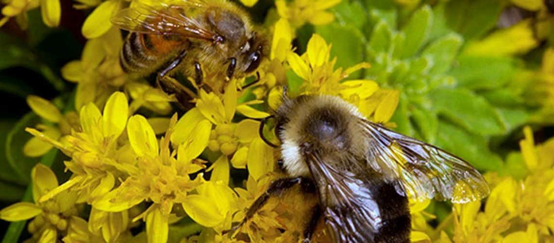 Two bees on yellow flowers