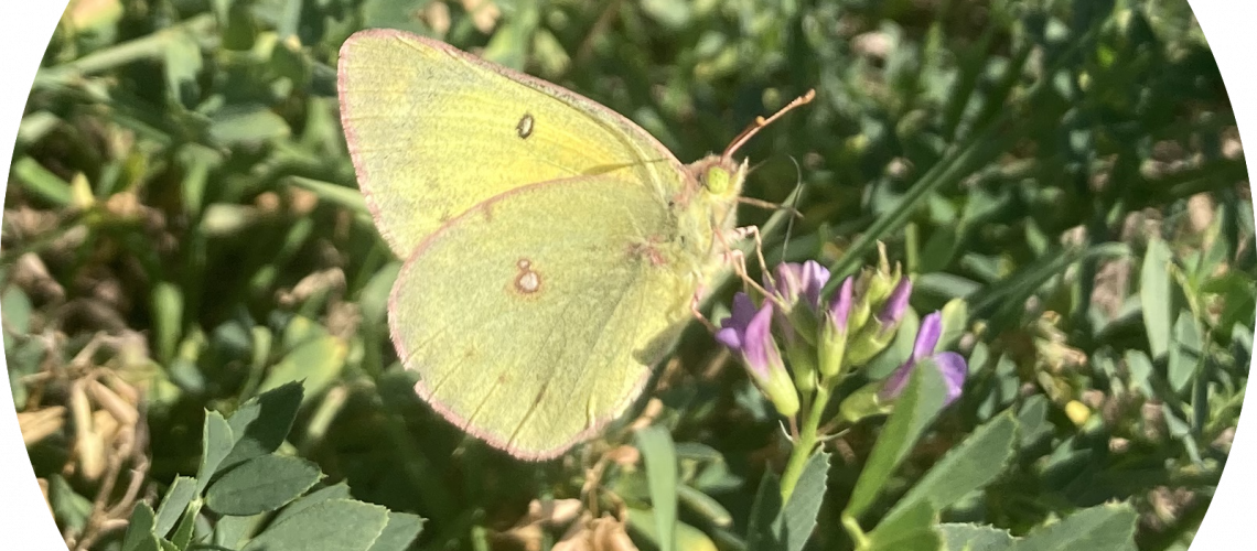 Durkee-main-photo-Colias-p.-eriphyle