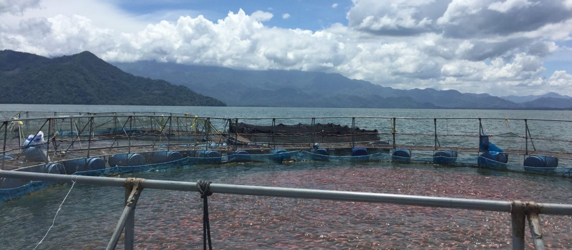 Fish swimming in aquaculture enclosure