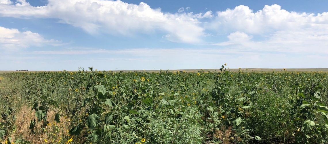 CRP Curtis Site having abundance of sunflower (Helianthus annus) in 2019 after first two years of experiment set up