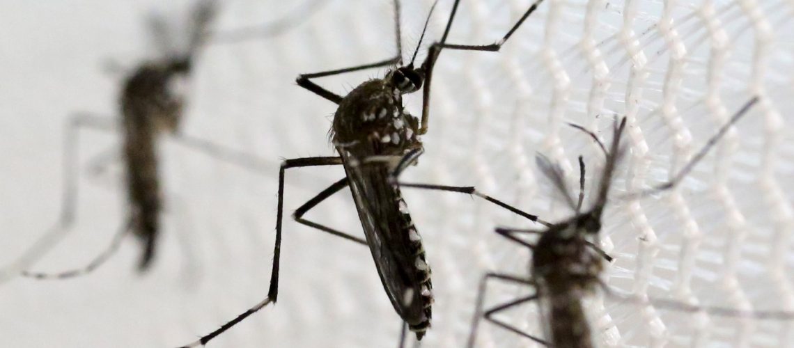 Source: https://www.theatlantic.com/science/archive/2016/04/aedes-aegypti/479619/