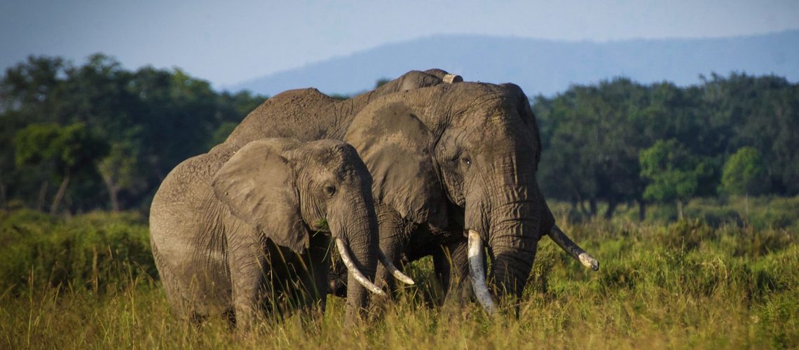 Kiambi, a large bull elephant, courting a female in the Masai Mara National Reserve, Kenya. Kiambi is one of many elephants being tracked with real-time GPS collars, seen just behind his head.