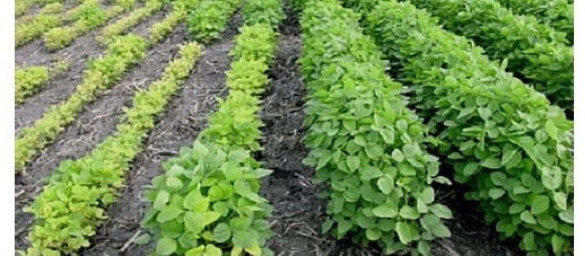 Rows of DuPont Pioneer soybeans, some growing better due to genetic tolerance of iron deficiency.