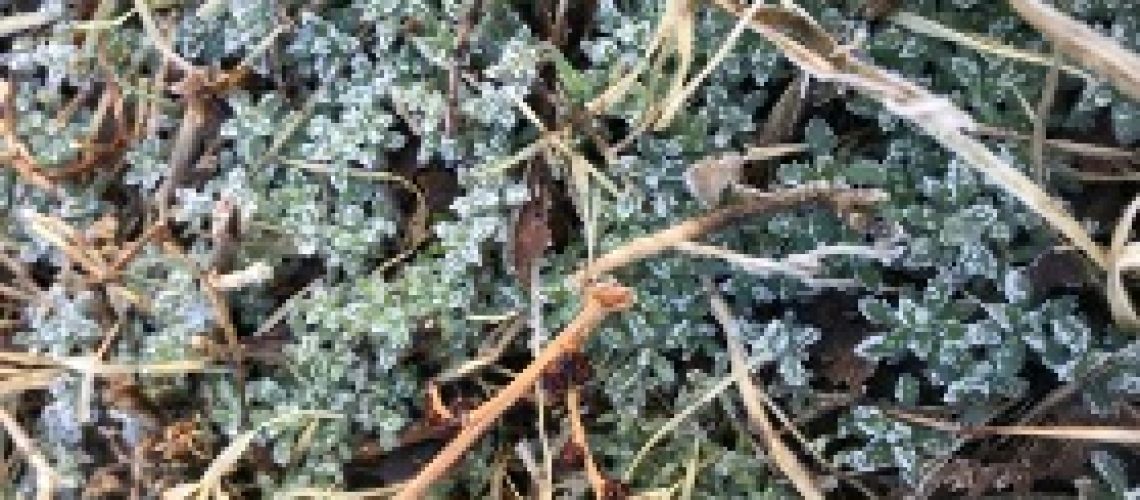 Bassia scoparia, known as kochia. It is a tumble weed, very problematic weed in sugar beet, wheat, potatoes, roadsides. Picture taken in my backyard after a frost in late February