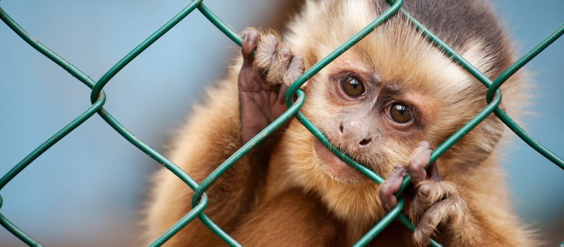By Getty Images, a picture from a New York Post article about the exotic pet trade in New York City: https://nypost.com/2018/07/28/new-york-city-is-crawling-with-illegal-exotic-pets/