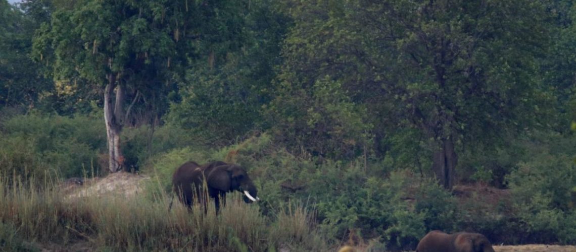 Wild African elephants moving along the Zambezi River at the Zambia-Zimbabwe border.