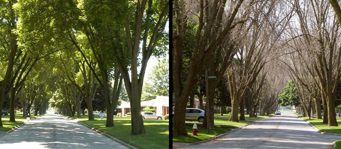Two pictures side by side of living trees lining a street followed by dead trees lining the same street.