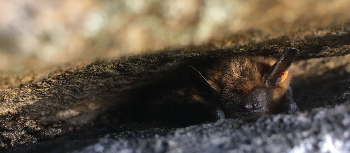 Bat inbetween two rocks
