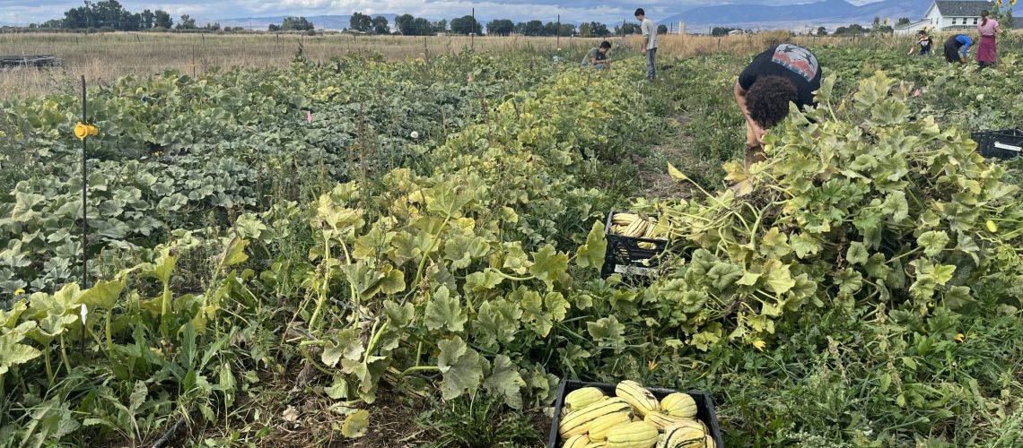 Harvesting on-farm experiment for participatory agroecology research