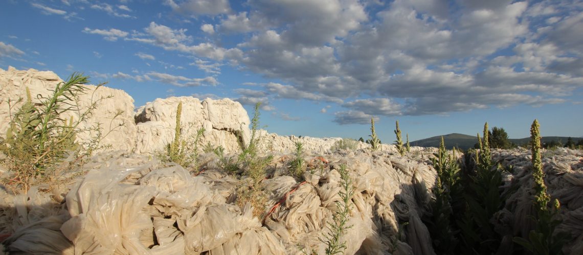 Blocks of plastic waste from strawberry production have started growing their own plants.