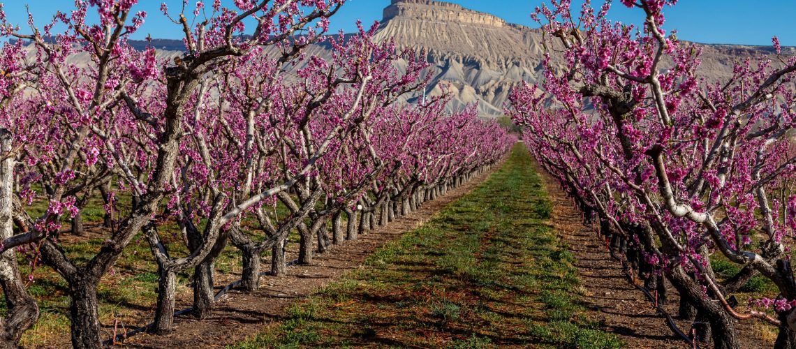 Blooming peach trees with pink blooms in peach orchard in Palisade Colorado